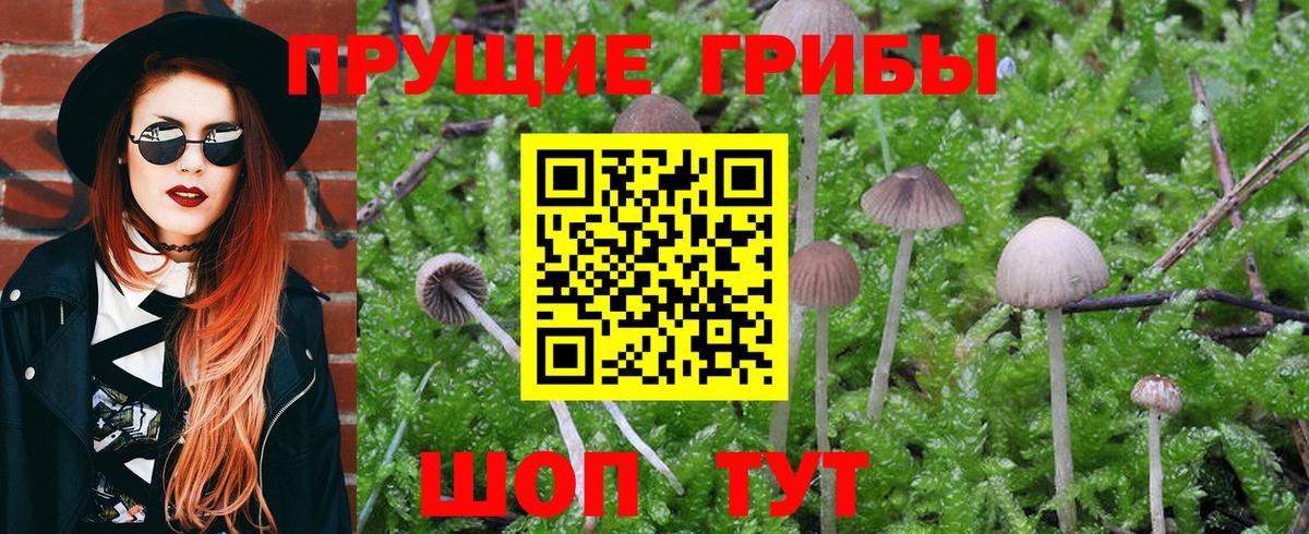 Галлюциногенные грибы Psilocybe Южноуральск
